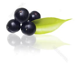 Amazon acai fruit