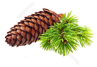 Pine tree branch with cone