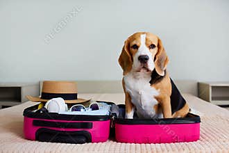 A beagle dog sits in a suitcase with things and a floating inflatable circle for a summer vacation at sea.