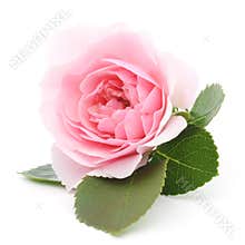 Pink Rose