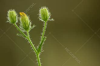 Crepis setosa Haller f. Pig rattlesnake in nature.