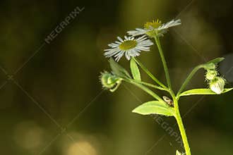Erigeron annuus (L.) Desf. Annual seprence in semi-darkness.