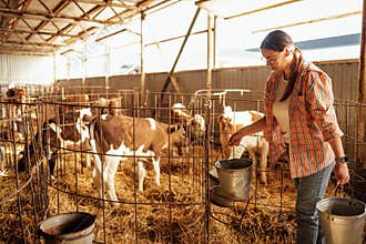 A young woman in casual clothes works in a cowshed. An attractive farmer wife carries buckets