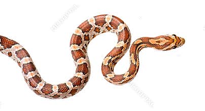 Corn Snake