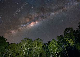 The core of the Milky Way Galaxy behind light painted eucalyptus trees