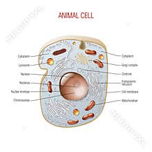 Animal cell