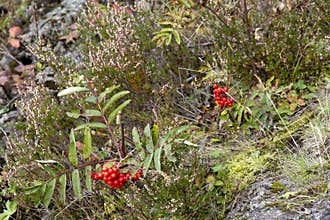 Rowan bushes growing among stones with red berries