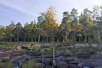 A birch tree that grew among the rocks next to a pine forest
