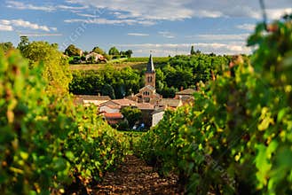 Vineyard and the town of Saint Julien, region Beaujolais, France