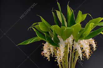 Globba schomburgkii isolated on black background (Dancing Girl Ginger flower) is a plant in the Ginger family