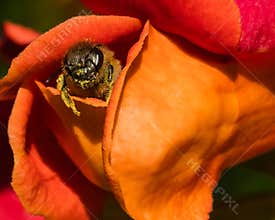 Bee Getting Out of a Red Flower in Mid-Summer