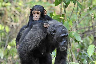 Chimpanzee with baby