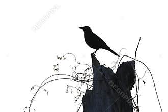 Blackbird silhouette