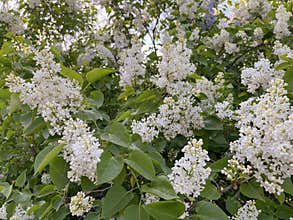 white lilac blooms in the city in spring