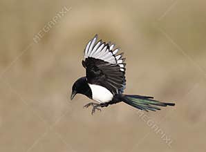 Magpie, Pica pica