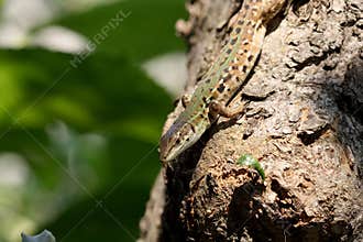 Lizard on tree trunk