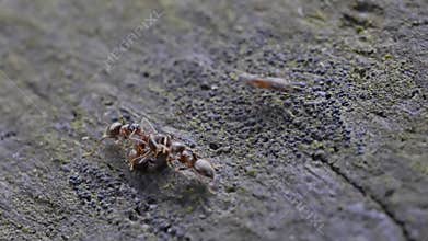 Dead body ants being carried by other ants