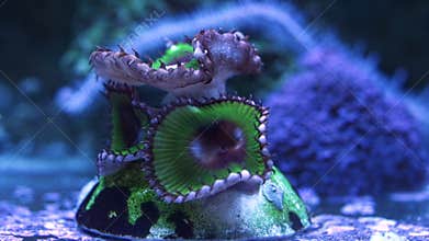 palythoa button polyp soft coral in circular laminar flow, fluorescent frag, coralline algae on live rock bottom design, easy pet