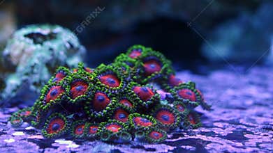 red-green zoanthus fluorescent soft coral polyp tentacle in laminar flow, nano reef marine aquarium, blue LED low light, coralline