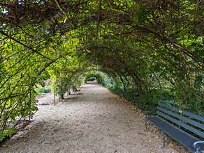 Path under the leaves