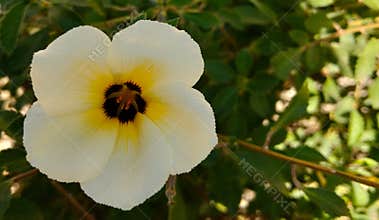 beautiful flowers in my yard