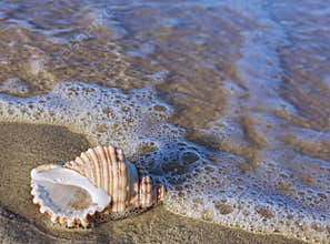 Beach shell in surf
