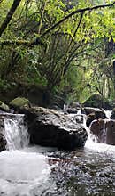 Beauty Mayong polak forest and lake