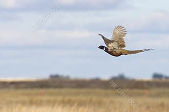 Flying Pheasant
