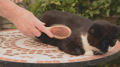 Grooming a grumpy cat