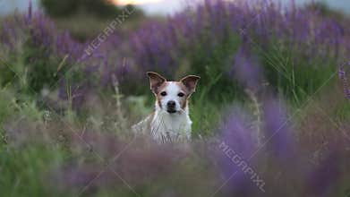 Jack Russell Terrier in purple flower field