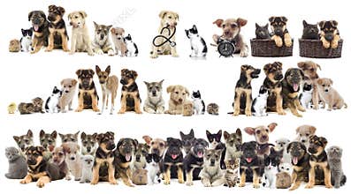 Set of pets