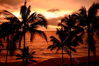 Tropical Sunset