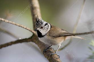 Crested Tit (Parus cristatus)