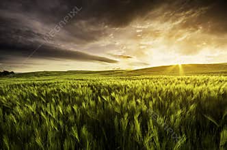 Wheat field at sunset with dramatic sky