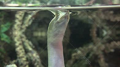 Turtles, Tortoises, Reptiles, Animals, Wildlife