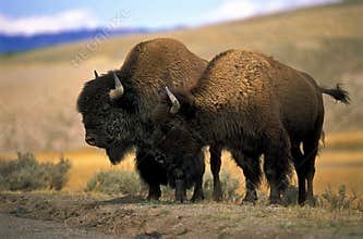 North American Bison
