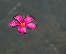 Floating Plumeria