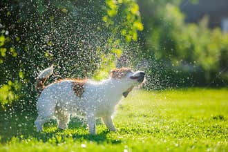 Dog drinks water, spray