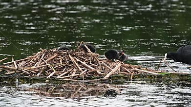 Coot family building their nest