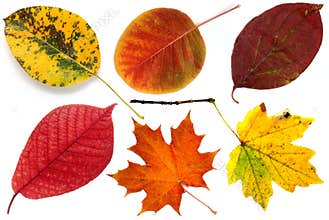 Allsorts of autumn leaves on a white background 1.