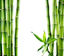 Branches of bamboo board