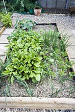 Vegetable Patch