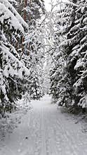 Snowy forest path with footprints, ski tracks under arched pine branches heavy with snow in serene winter woodland atmosphere.