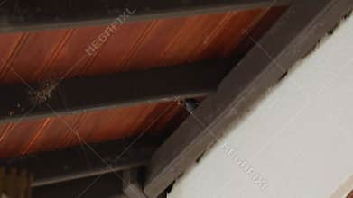 A bird builds a nest under the roof of a house