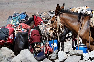 Horses kept in mountainous areas for the movement of climbers, mountaineers, and tourists. Blindfolded horses. Beautiful horses