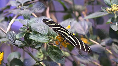 Butterfly, Butterflies, Insects, Flowers