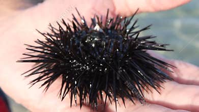 Sea urchin