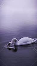 Swan floating on calm water at Lough Ennell, Ireland – peaceful nature video