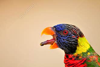 Closeup of Rainbow Lorikeet bird, Florida