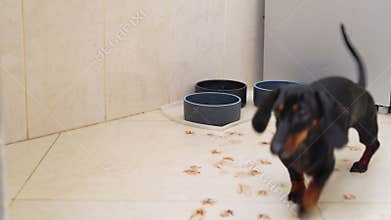 Dachshund puppy walking away from water bowl on floor